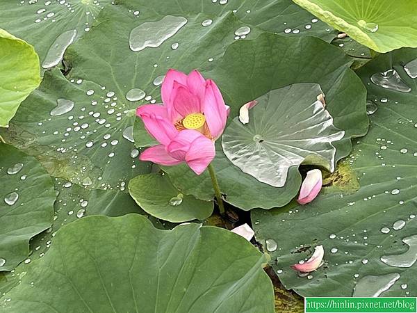 健走杖運動課 6 ~ 港南運河公園-港北埤塘-植物浮島-香草