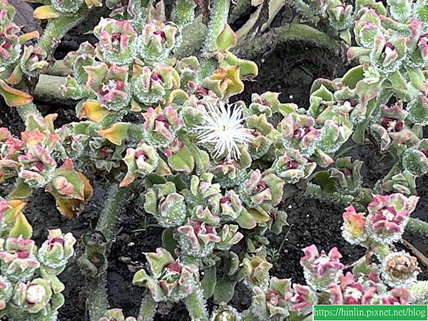 健走杖運動課 6 ~ 港南運河公園-港北埤塘-植物浮島-香草