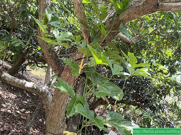 快閃回台南(113.6.24)