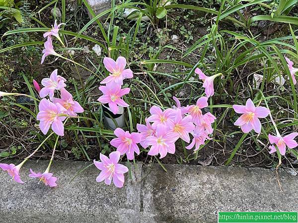一陣風雨後,風雨蘭就開了(113.7.31) 一陣風雨後,風雨蘭就開了(113.7.31)