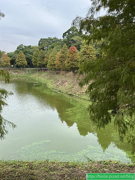 健行趣 ~ 交大落羽松森林步道(113.12.27)