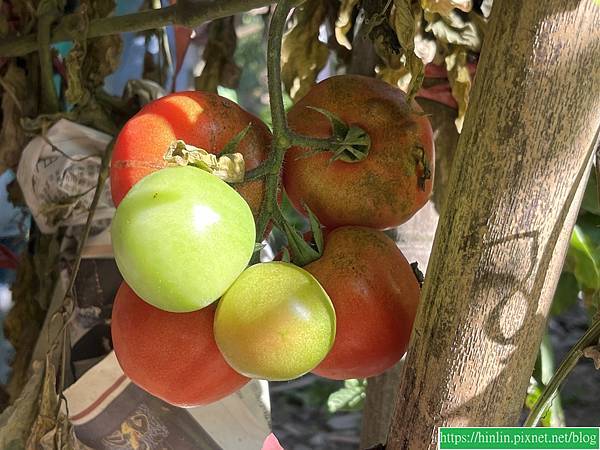 沙崙,彩繪牆(114.3.3)