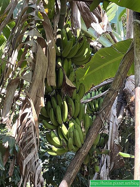 沙崙,彩繪牆(114.3.3) 沙崙,彩繪牆(114.3.3)