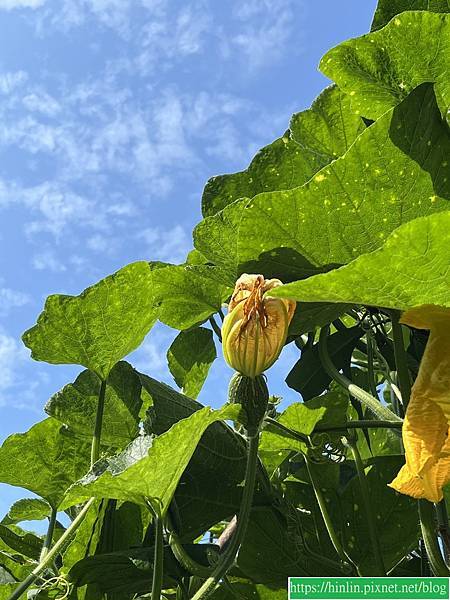 沙崙,彩繪牆(114.3.3)