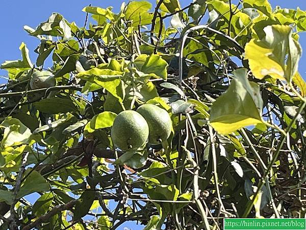 沙崙,彩繪牆(114.3.3) 沙崙,彩繪牆(114.3.3)