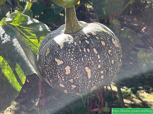 沙崙,彩繪牆(114.3.3)