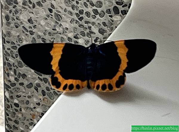 埔里。中台禪寺(114.3.17)