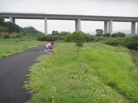 竹東,頭前溪生態公園(98.7.18)