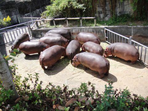 第一次到木柵動物園(98.9.26)