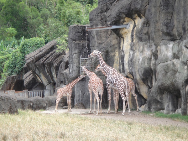 第一次到木柵動物園(98.9.26) 第一次到木柵動物園(98.9.26)