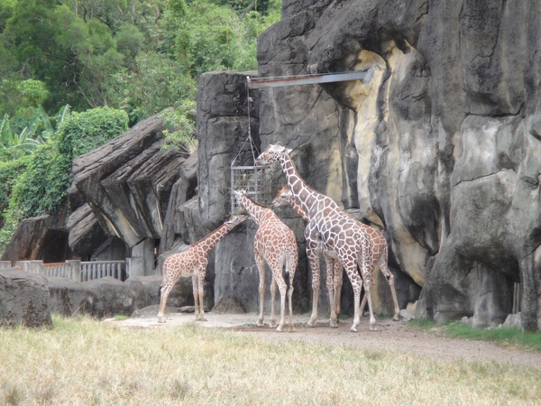 第一次到木柵動物園(98.9.26)