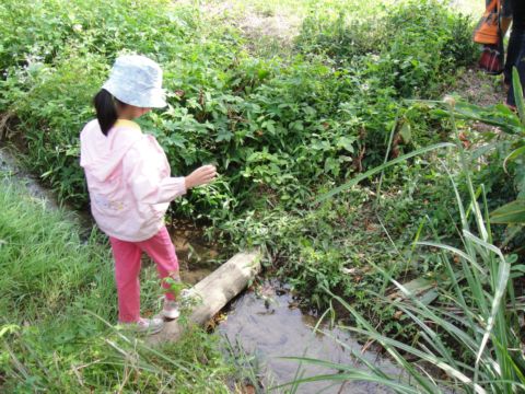 風華再現竹東圳(98.11.16)