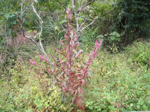 認識植物30:請問植物名(98.11.15)