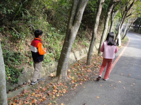 清大梅園，梅花開了(99.1.16)