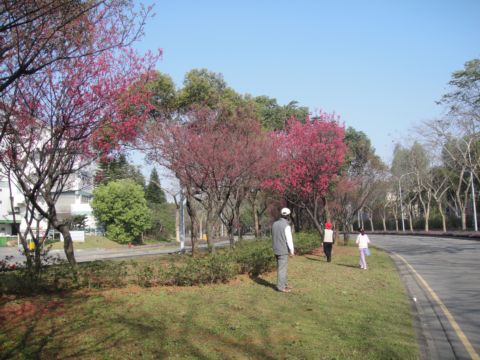 竹科賞櫻花(100.2.28) 竹科賞櫻花(100.2.28)