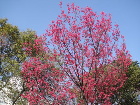竹科賞櫻花(100.2.28) 竹科賞櫻花(100.2.28)