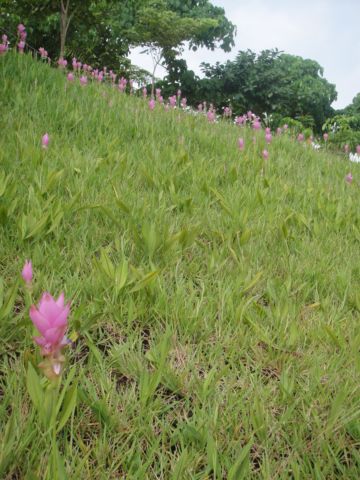 高雄大崗山，寺廟群和生態公園(99.8.20)