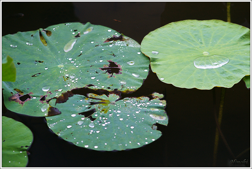 10 荷花葉&水珠_DSC01768.jpg