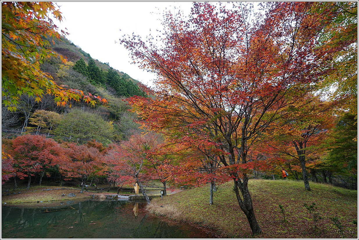 2023.11.15~17 寸又峽&伊豆&箱根 (Sumat