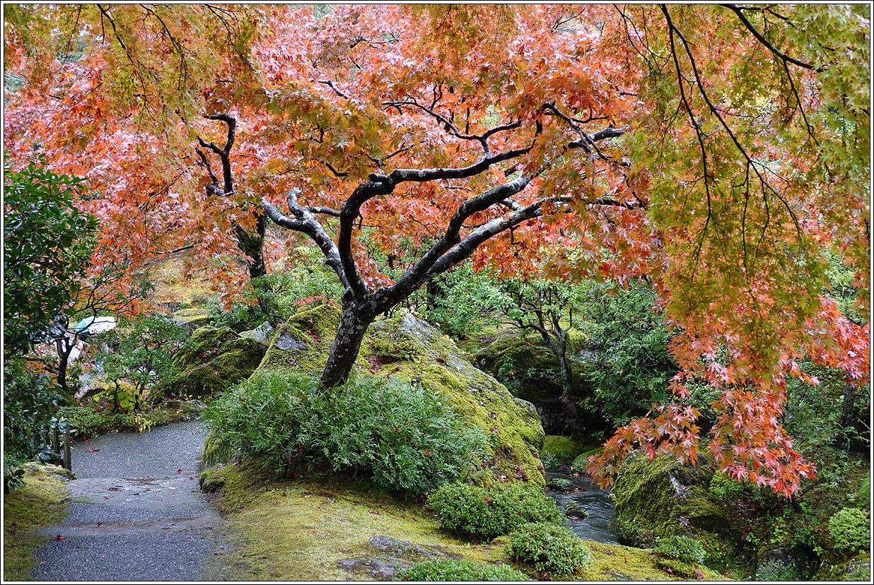 2023.11.15~17 寸又峽&伊豆&箱根 (Sumat