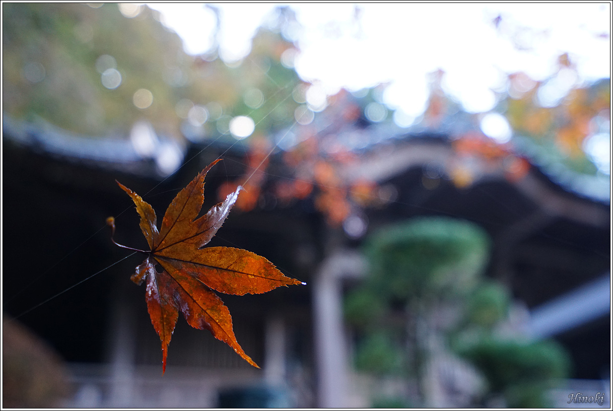 2023.11.17~19 大雄山最乘寺&御嶽昇仙峽&東京昭