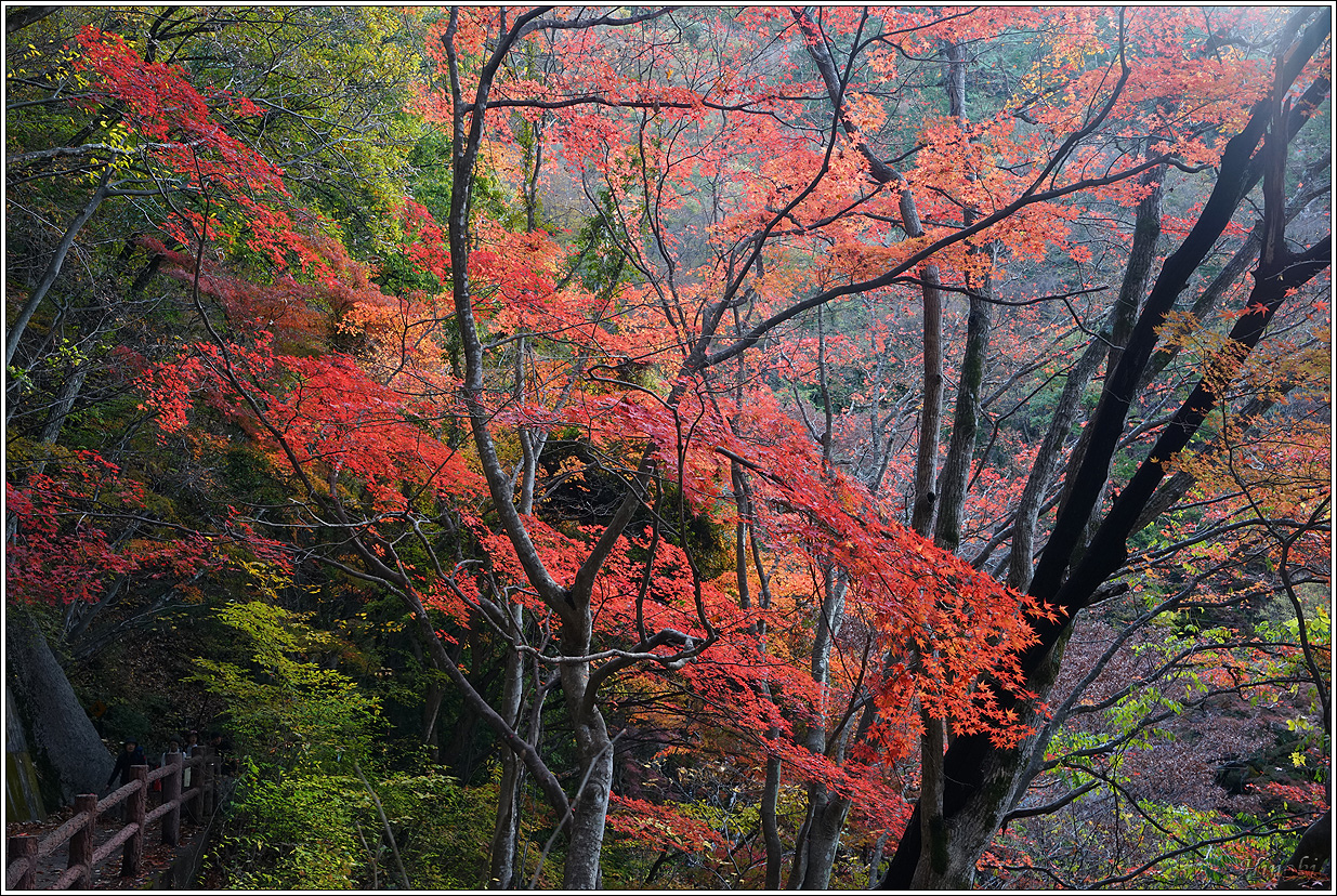 2023.11.17~19 大雄山最乘寺&御嶽昇仙峽&東京昭