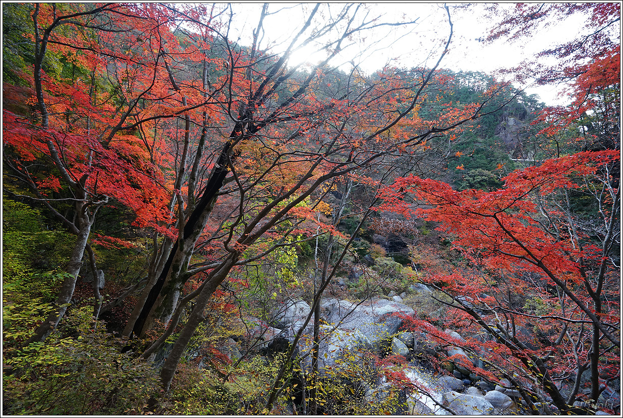 2023.11.17~19 大雄山最乘寺&御嶽昇仙峽&東京昭