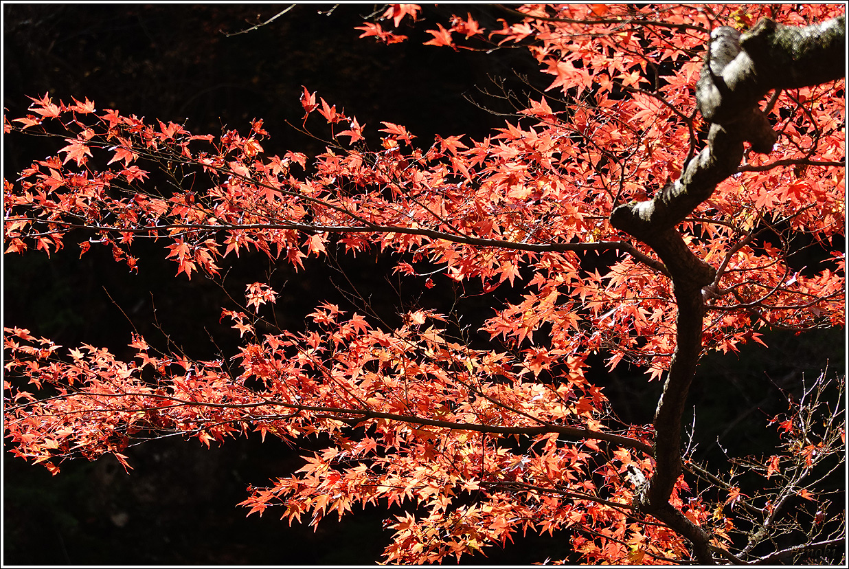 2023.11.17~19 大雄山最乘寺&御嶽昇仙峽&東京昭