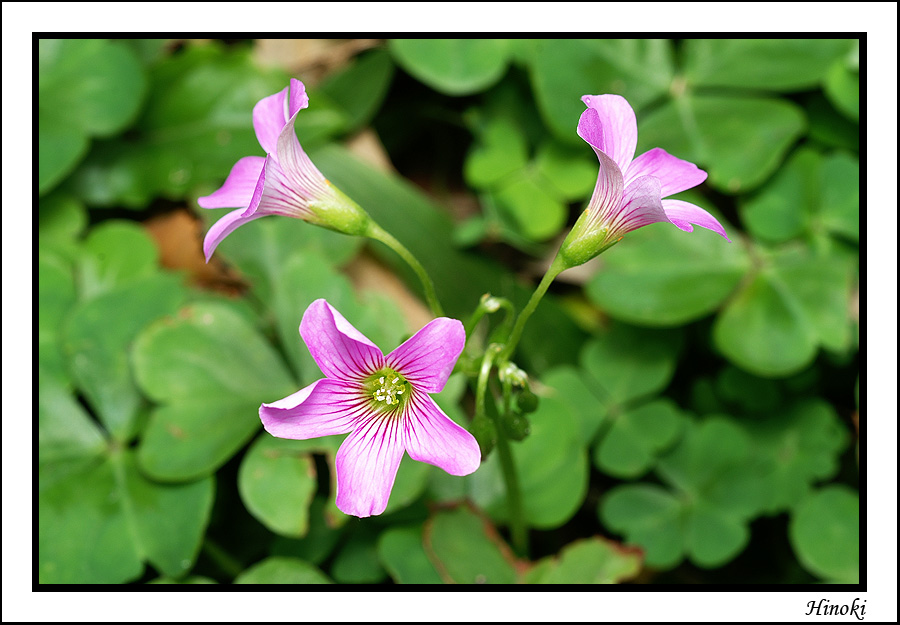 26-紫花酢漿草.jpg