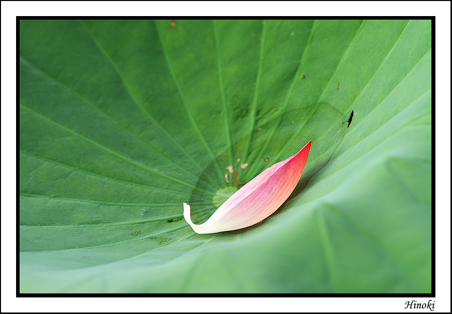 02-荷花@植物園.jpg