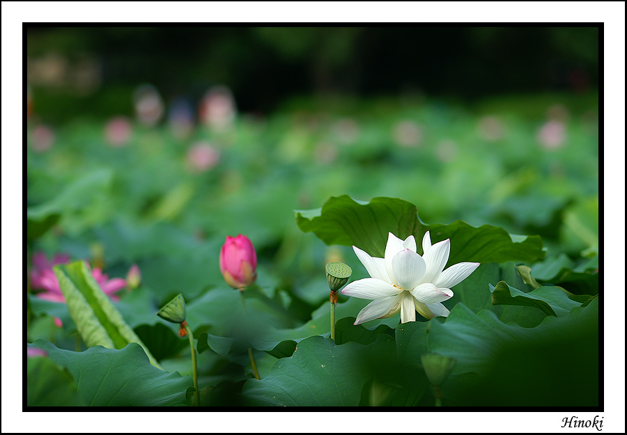 08-荷花@植物園.jpg