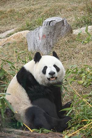 貪吃的熊貓 貪吃的熊貓