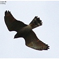 IMG_03731.JPG