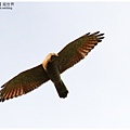 IMG_04471.JPG