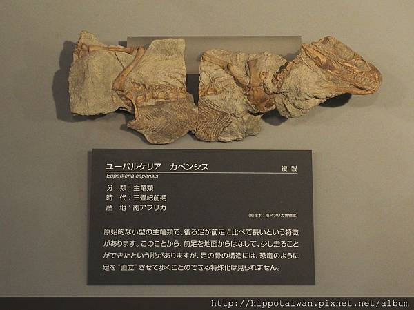 014-4 派克鱷化石