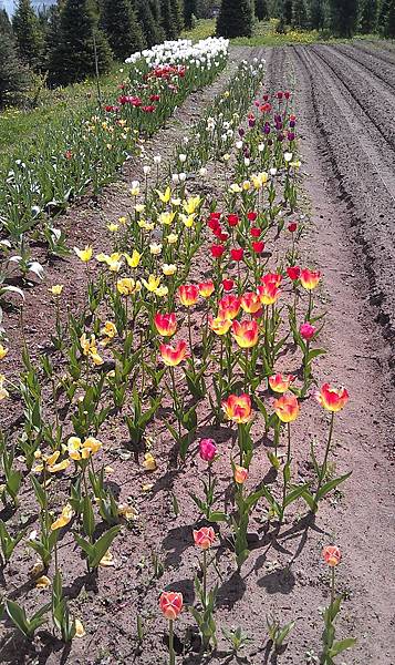 IMAG0932.jpg IMAG0932.jpg