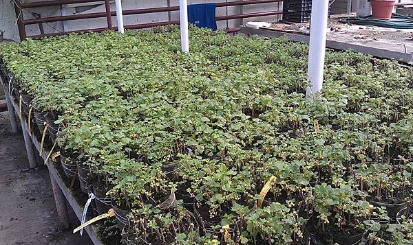 IMAG0897.jpg IMAG0897.jpg