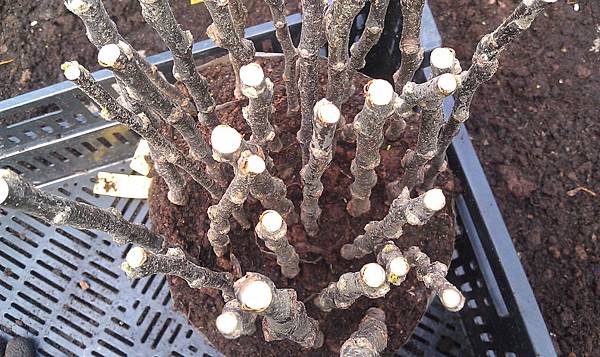 IMAG0899.jpg IMAG0899.jpg