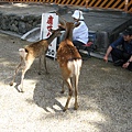 誰說鹿是野生動物了