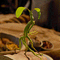 木精（Bowtruckle）.gif