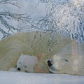 溫馨北極熊
