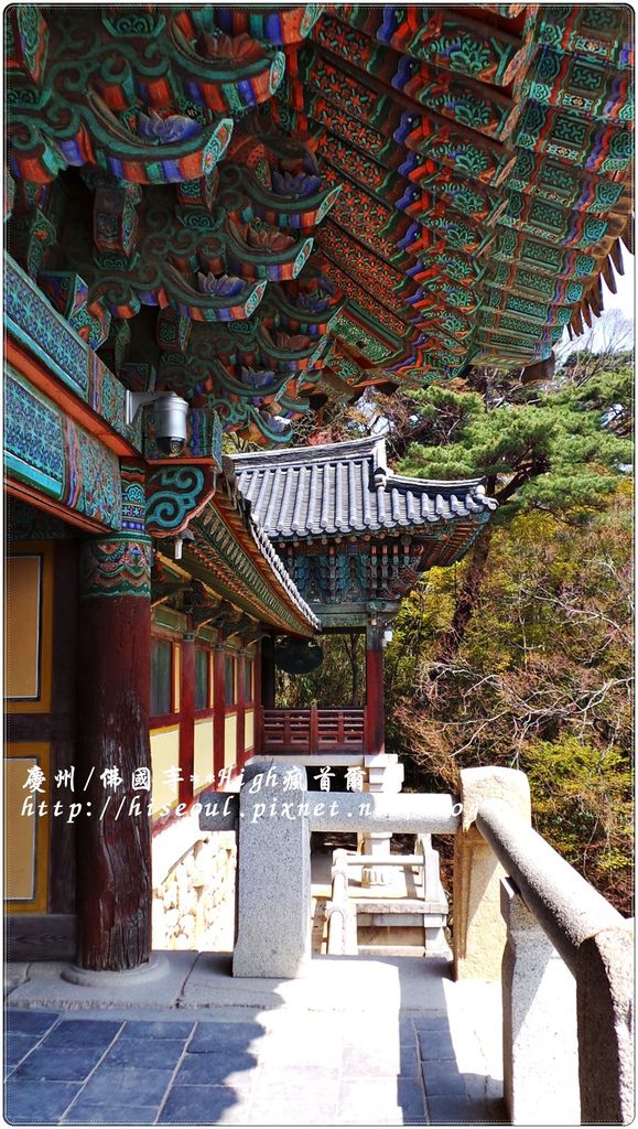 【韓國/慶州】我的重點是賞櫻之佛國寺불국사
