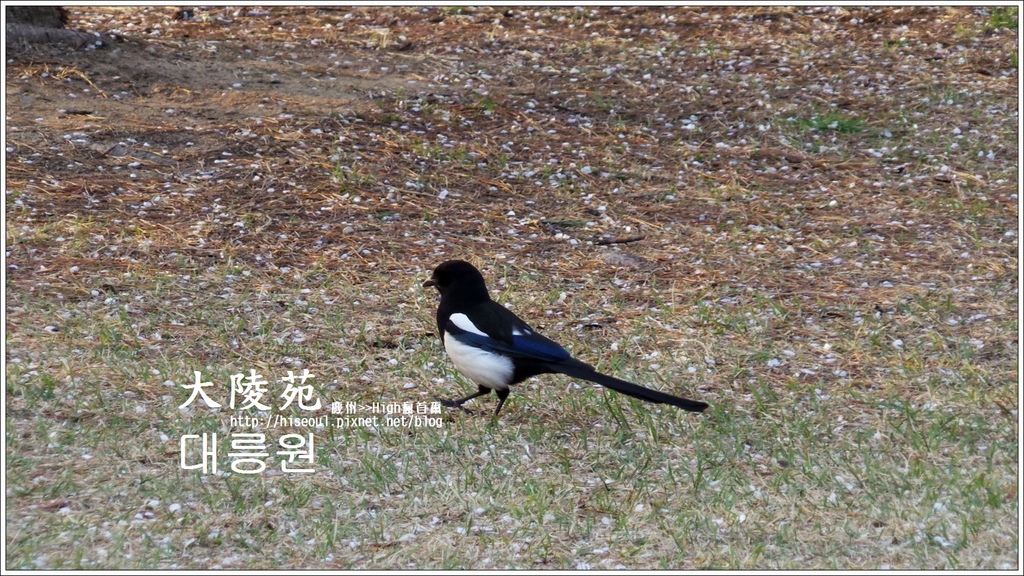 【韓國/慶州】韓國金字塔公園大陵苑대릉원