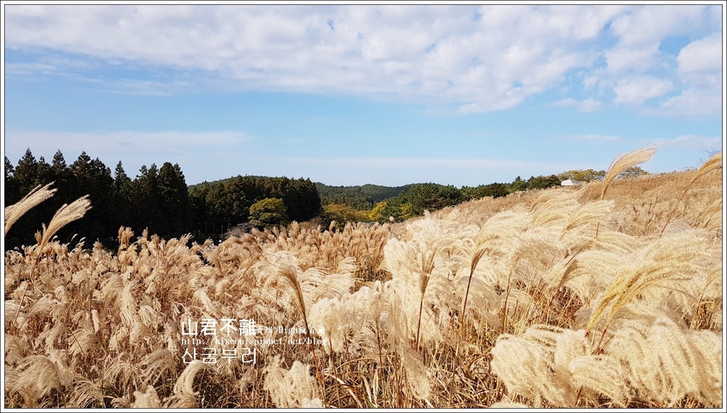 【濟州/濟州市】◆山君不離◆遼闊芒草搖曳的秋天浪漫산굼부리