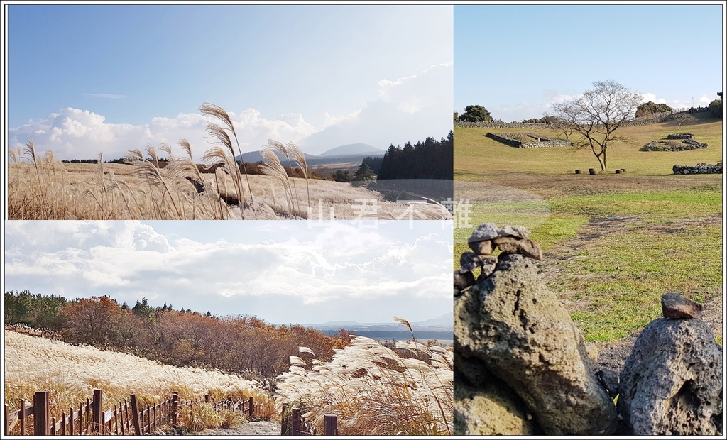 【濟州/濟州市】◆山君不離◆韓劇指定遼闊芒草搖曳的浪漫산굼부