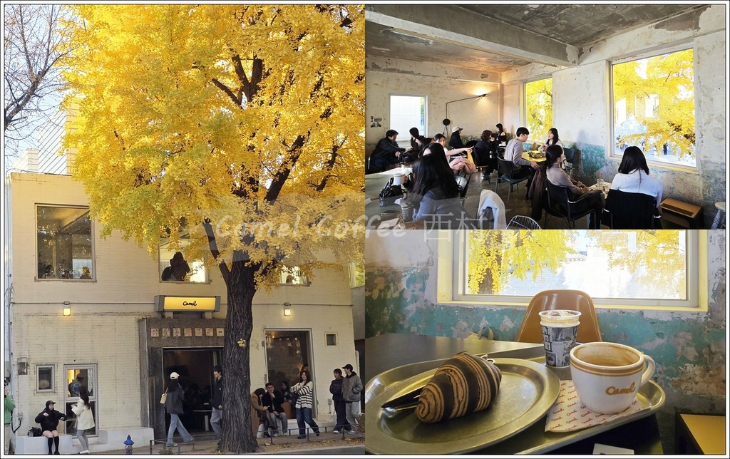 【首爾/鐘路區】◆Camel coffee◆銀杏季節景福宮旁