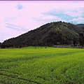 沒想到環自行車道路線中還有一小片油菜花田