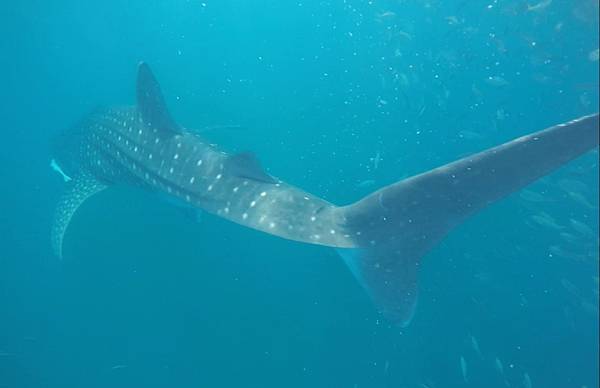 Whale Shark Amazing  & Bohol I