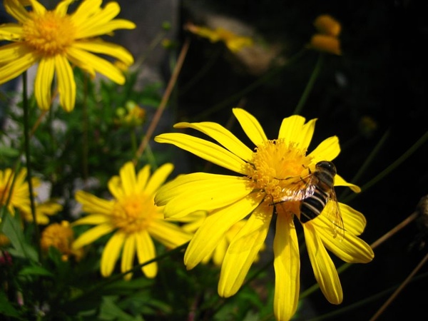 花跟蜜蜂（拍得真好耶）.jpg