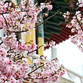 屋簷。櫻花
